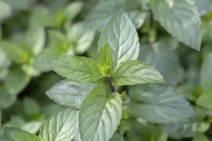 Mentha pip. 'Chocolate'