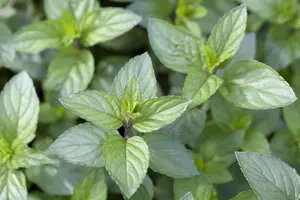 Mentha pip. 'Chocolate' - P9 - image 2