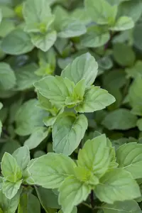 Mentha pip. 'Lemon Fresh'