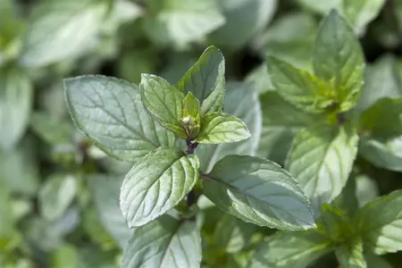 Mentha piperita 'After Eight' - P9