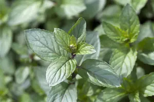 Mentha piperita 'After Eight' - P9