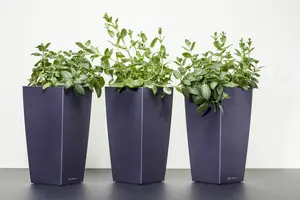 Mentha piperita 'Basil' - P11 - image 5