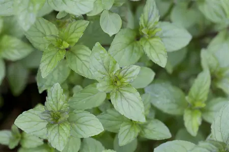 Mentha piperita 'Basil' - P11 - image 2