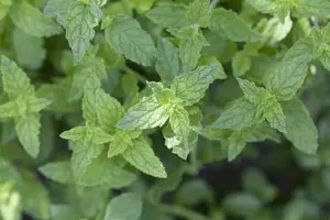Mentha piperita 'Basil' - P11 - image 3