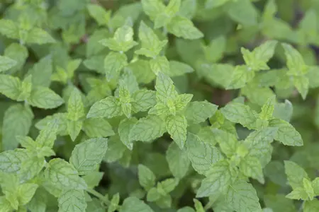 Mentha piperita 'Basil' - P11 - image 4