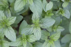 Mentha piperita 'Basil' - P11 - image 5