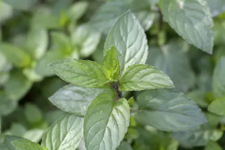 Mentha pip. 'Chocolate Mint' - P9 - image 1