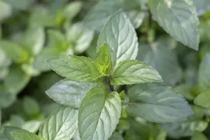 Mentha pip. 'Chocolate Mint'