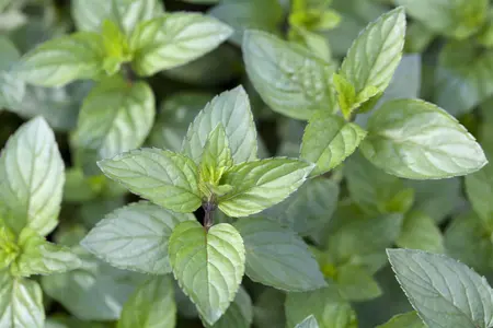 Mentha pip. 'Chocolate Mint' - P9 - image 2