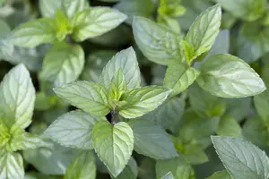 Mentha pip. 'Chocolate Mint' - P9 - image 2