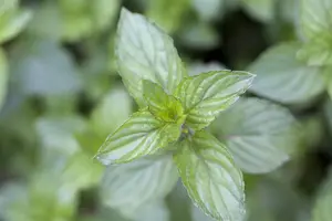 Mentha pip. 'Chocolate Mint' - P9 - image 3