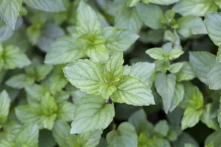 Mentha pip. 'Chocolate Mint' - P9 - image 4