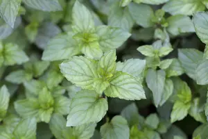Mentha pip. 'Chocolate Mint' - P9 - image 4