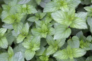 Mentha pip. 'Chocolate Mint' - P9 - image 5