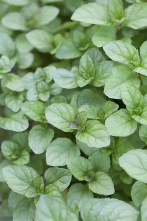 Mentha piperita 'Citrata' - P9 - image 1