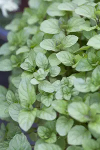 Mentha piperita 'Citrata' - P9 - image 2
