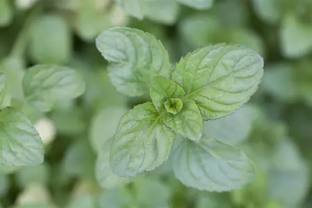 Mentha piperita 'Citrata' - P9 - image 3