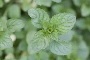Mentha piperita 'Citrata' - P9 - image 3