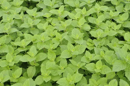 Mentha piperita 'Citrata' - P9 - image 4