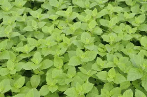 Mentha piperita 'Citrata' - P9 - image 4