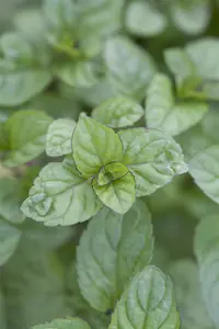 Mentha piperita 'Grapefruit'