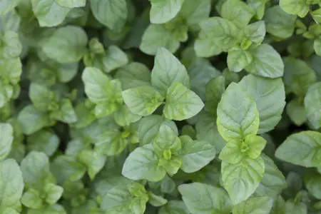 Mentha piperita 'Mandarin' - P11