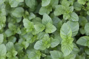 Mentha piperita 'Mandarin'