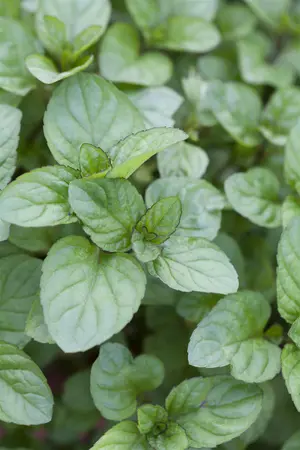 Mentha piperita 'Orange' - P11 - image 2