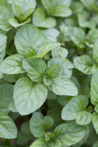 Mentha piperita 'Orange' - P11 - image 2