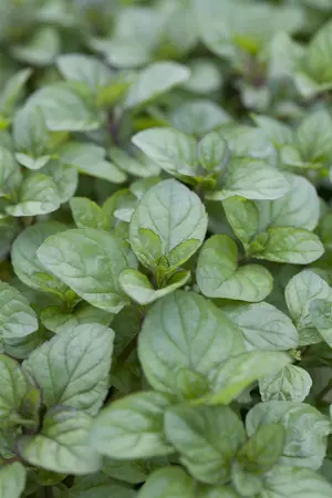 Mentha piperita 'Orange' - P11 - image 3