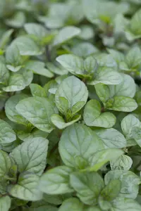 Mentha piperita 'Orange' - P11 - image 3