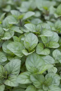Mentha piperita 'Orange' - P9 - image 3