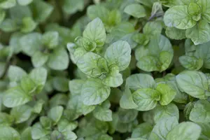 Mentha piperita 'Orange'