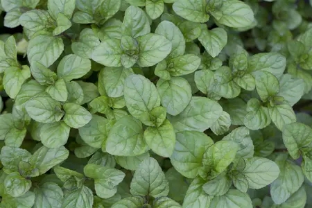 Mentha piperita 'Orange' - P11 - image 4