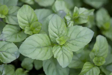 Mentha piperita 'Orange' - P11 - image 5