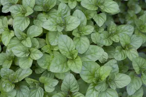 Mentha piperita 'Orange' - P9 - image 4