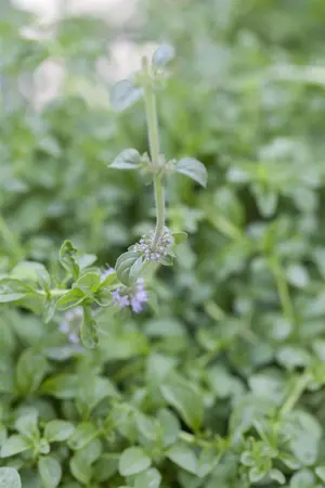 Mentha pulegium - P9 - image 1