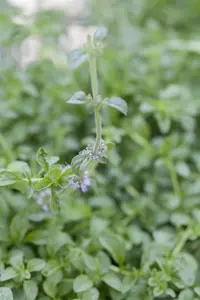 Mentha pulegium