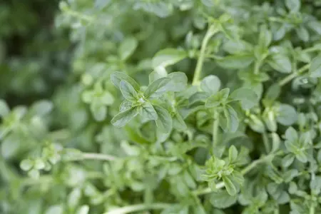 Mentha pulegium - P9 - image 2