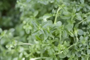 Mentha pulegium - P9 - image 2