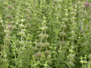 Mentha pulegium - P9 - image 3