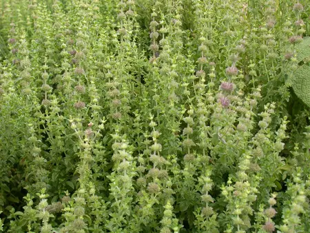 Mentha pulegium - P9 - image 4