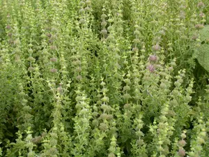 Mentha pulegium - P9 - image 4