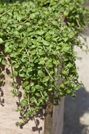 Mentha requienii - P9