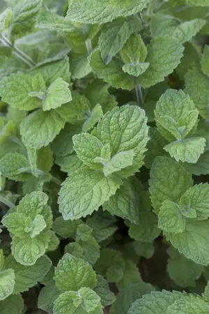 Mentha rot. 'Pineapple Mint' - P11 - image 2