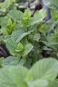 Mentha rot. 'Pineapple Mint' - P11 - image 3