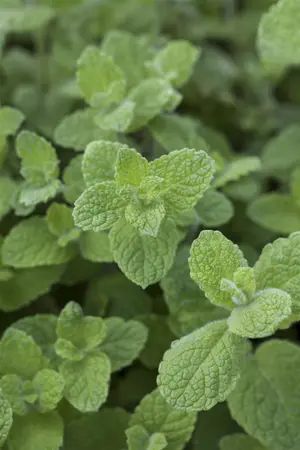 Mentha rot. 'Pineapple Mint' - P11 - image 5