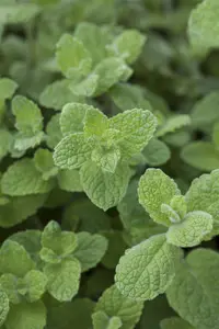 Mentha rot. 'Pineapple Mint' - P11 - image 5