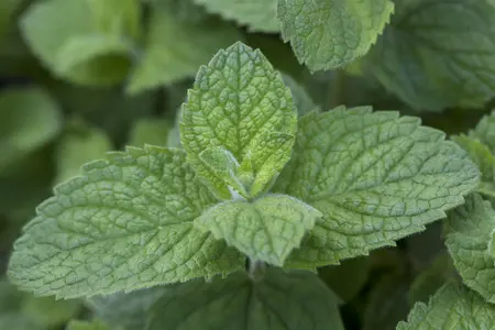 Mentha rot. 'Pineapple Mint' - P11 - image 1