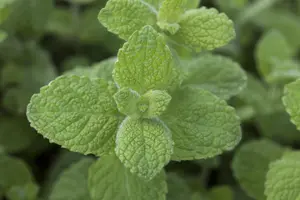 Mentha rot. 'Pineapple Mint' - P11 - image 4